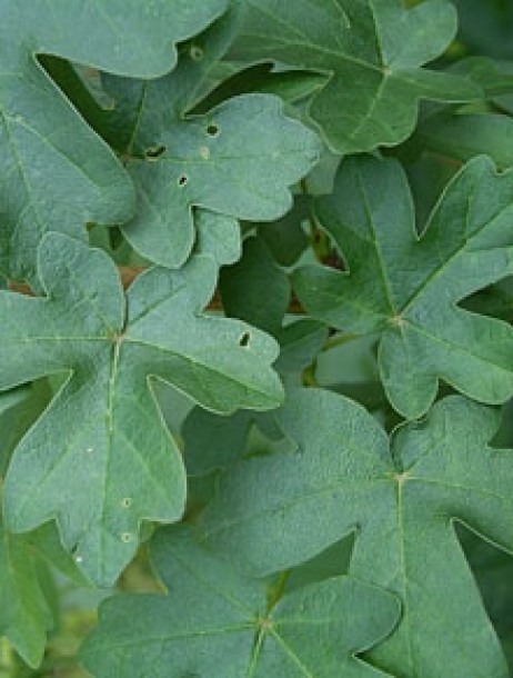 1638-acer-campestre--lee- -